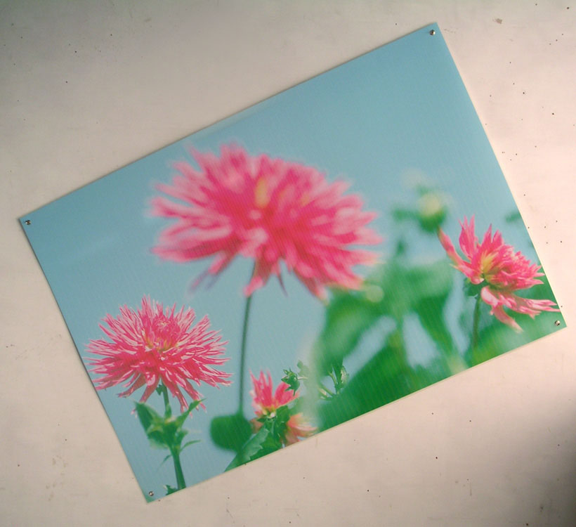 Dahlia M58