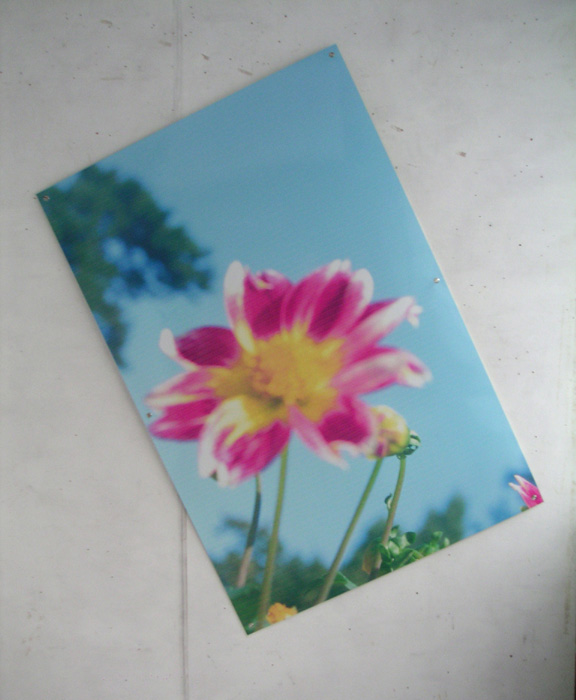 Glaser Dahlia print M87